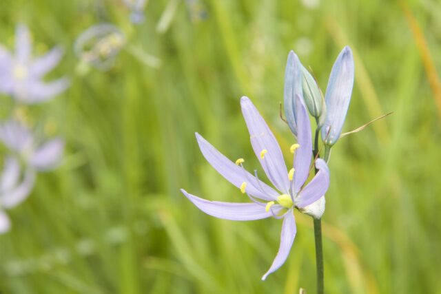 Camas Flower